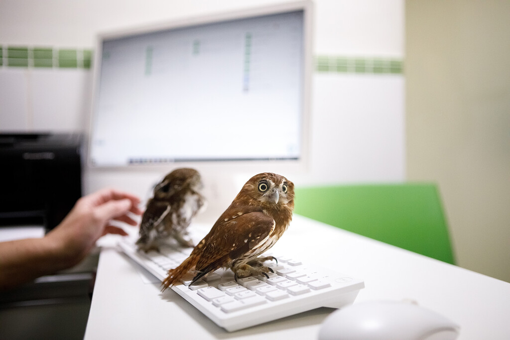 anestesia inalatoria mais segura