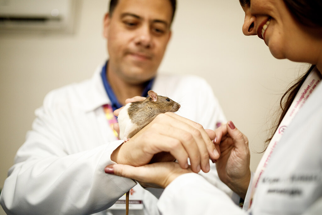 anestesia inalatoria veterinaria valor