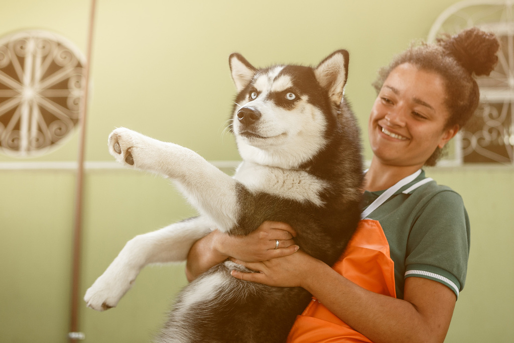 como fazer pacote de banho e tosa