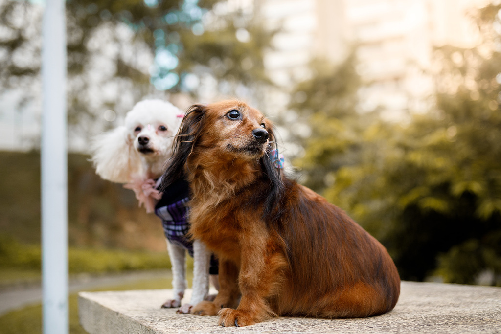 pacote de banho pet shop