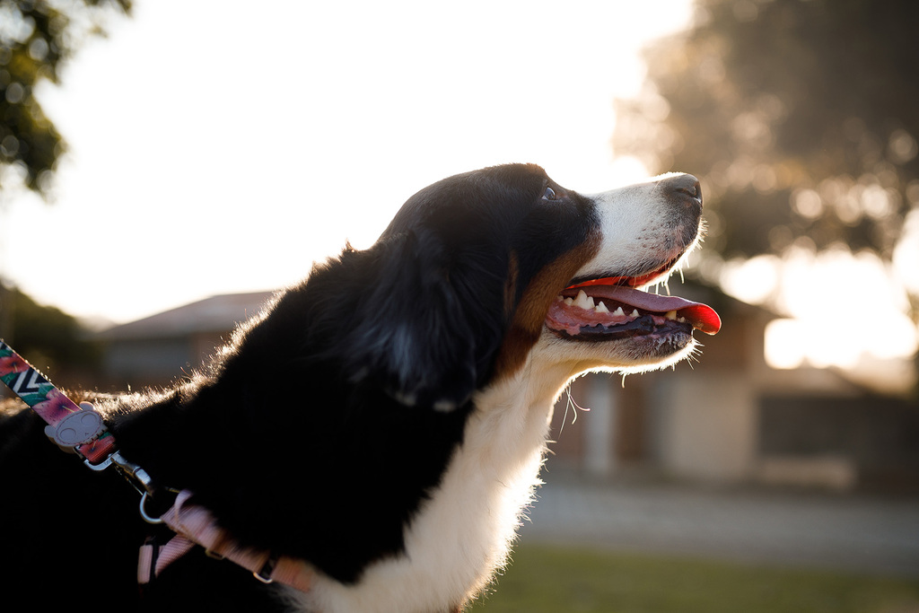 pacote mensal de banho e tosa