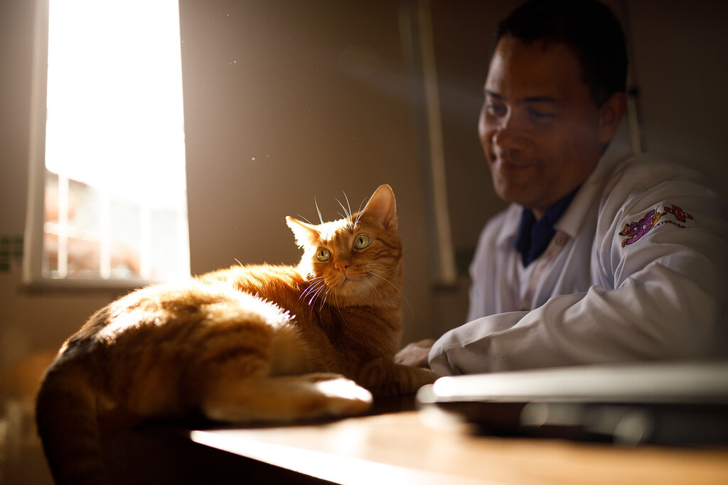 Contabilidade para pet shop