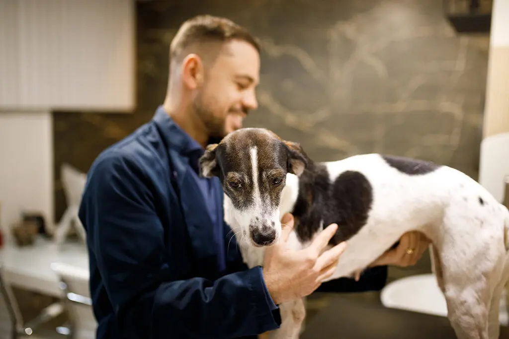 Contabilidade para pet shop: Conheça os benefícios! 4 Gestão pet