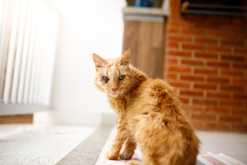 O que é o método cat friendly