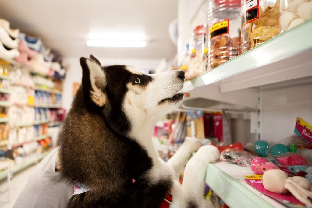 como fazer inventário de estoque de pet shop