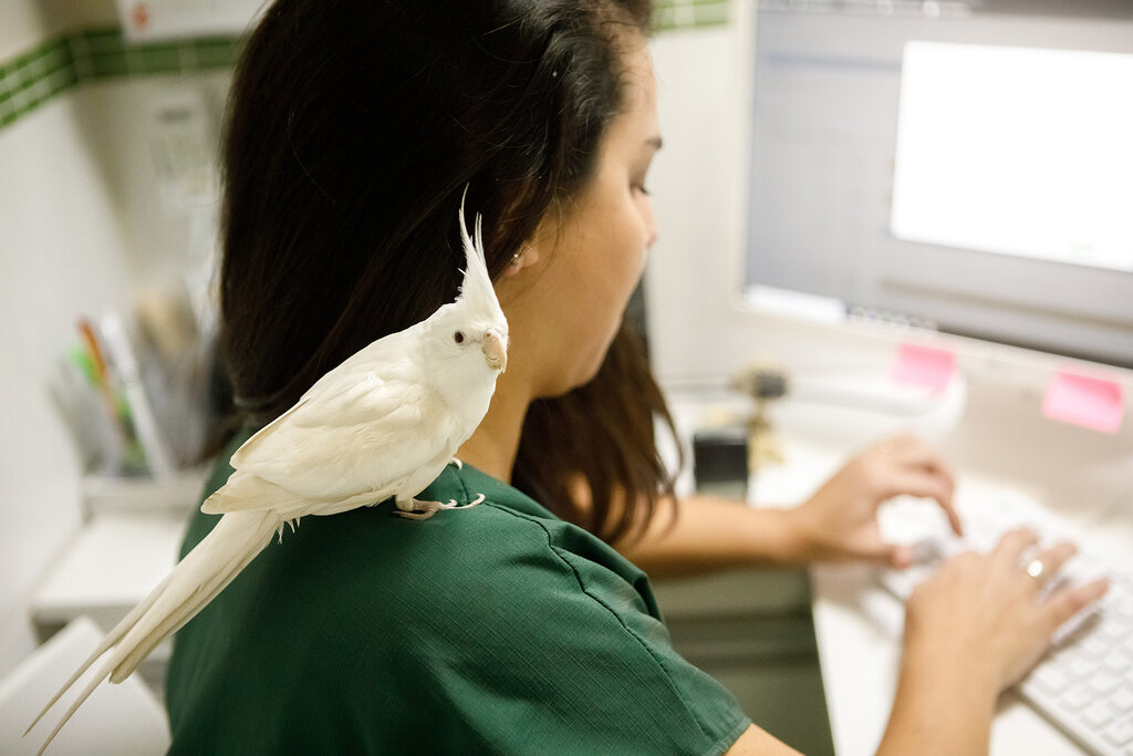 Veterinária enviando lembrete de vacinação pet 