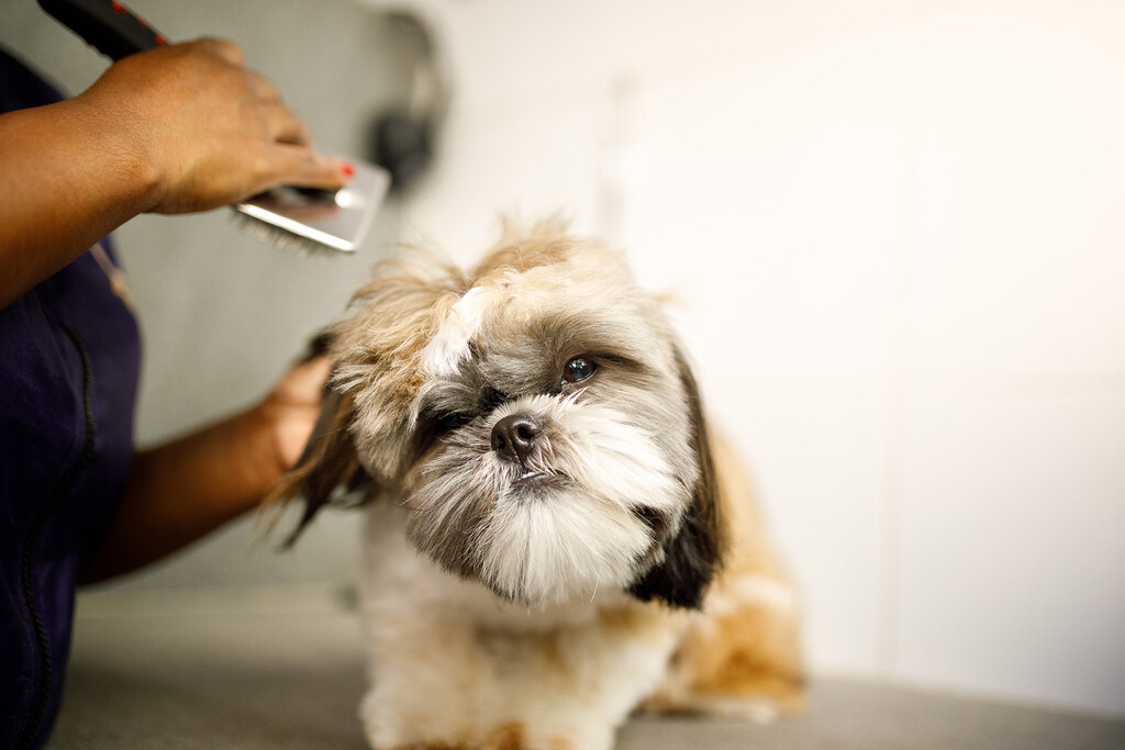pet se beneficiando das implementações das tendências do mercado pet care