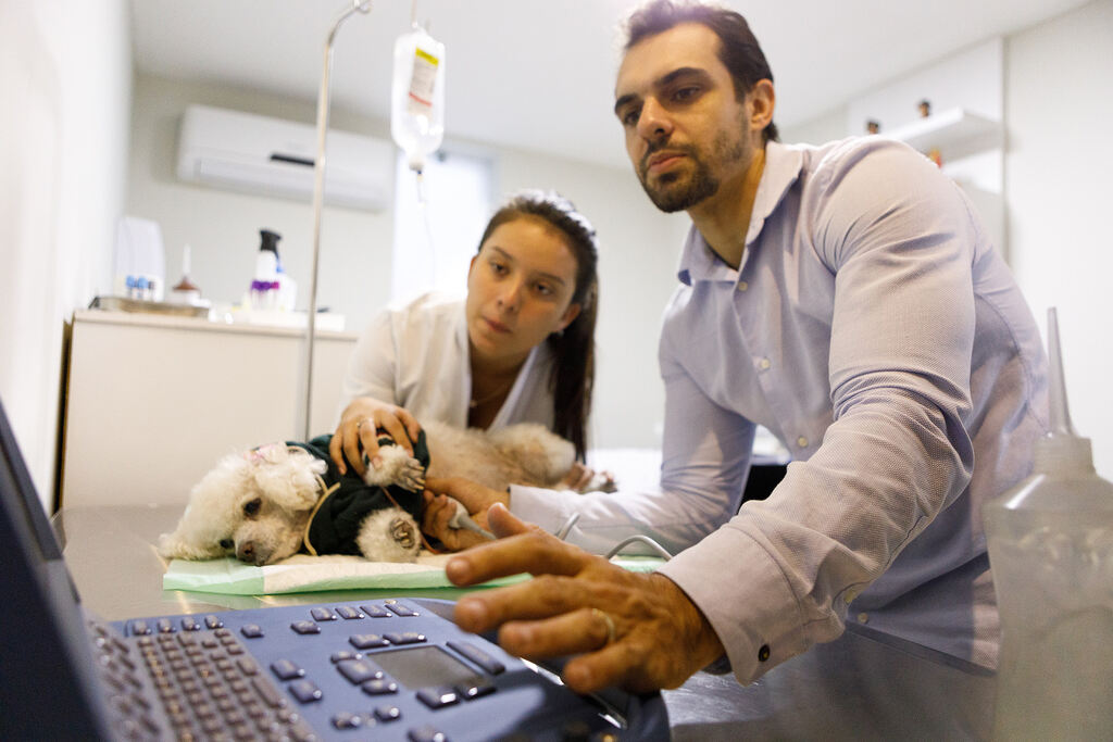 Veterinários enviando lembrete de vacinação pet