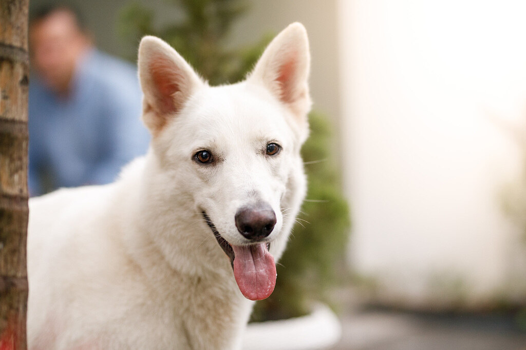 CRM para pet shop: funcionalidades, benefícios e como implementar 1 Pet que pode se beneficiar com o CRM para pet shop