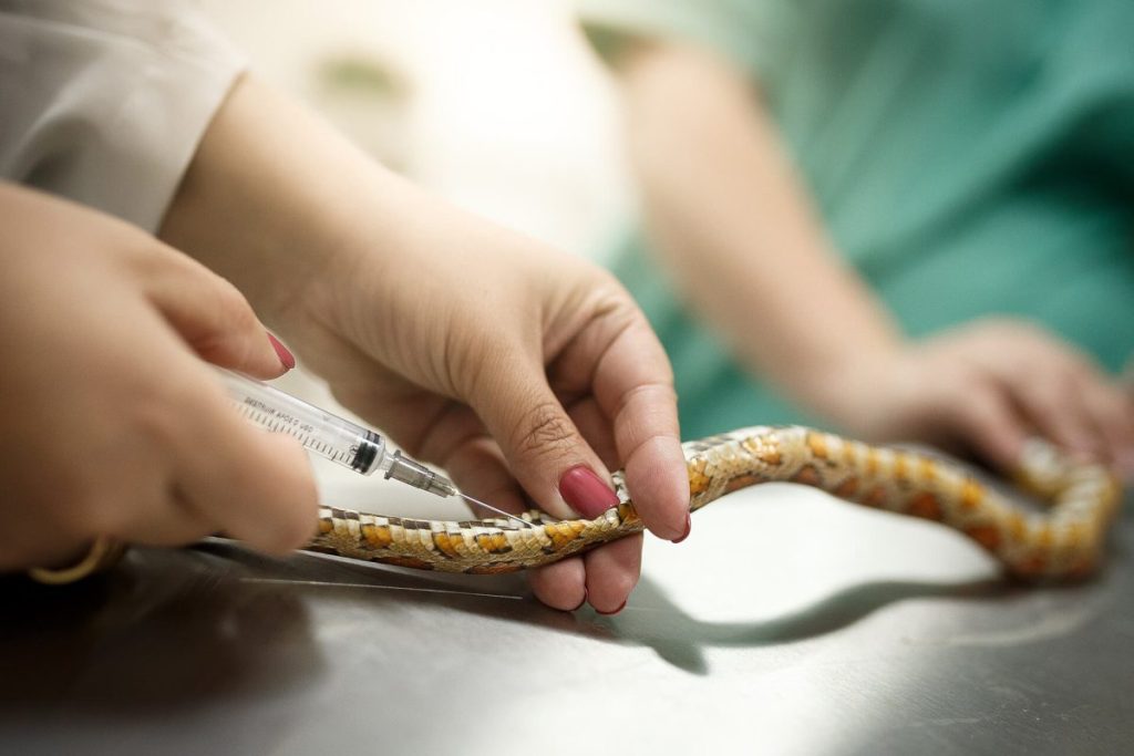 controle de vacinas na simplesvet 