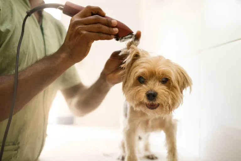 Banho e tosa: como transformar um serviço básico em uma experiência premium