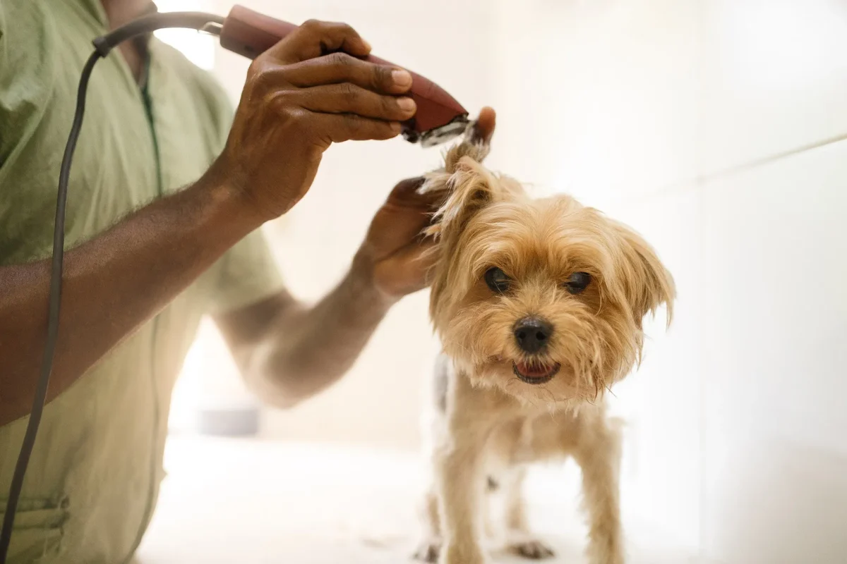 Banho e tosa: como transformar um serviço básico em uma experiência premium