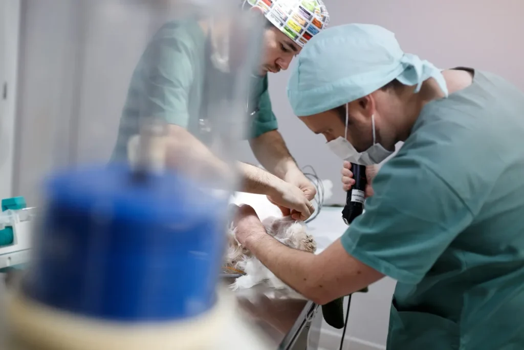 Anestesia veterinária e comunicação com o tutor