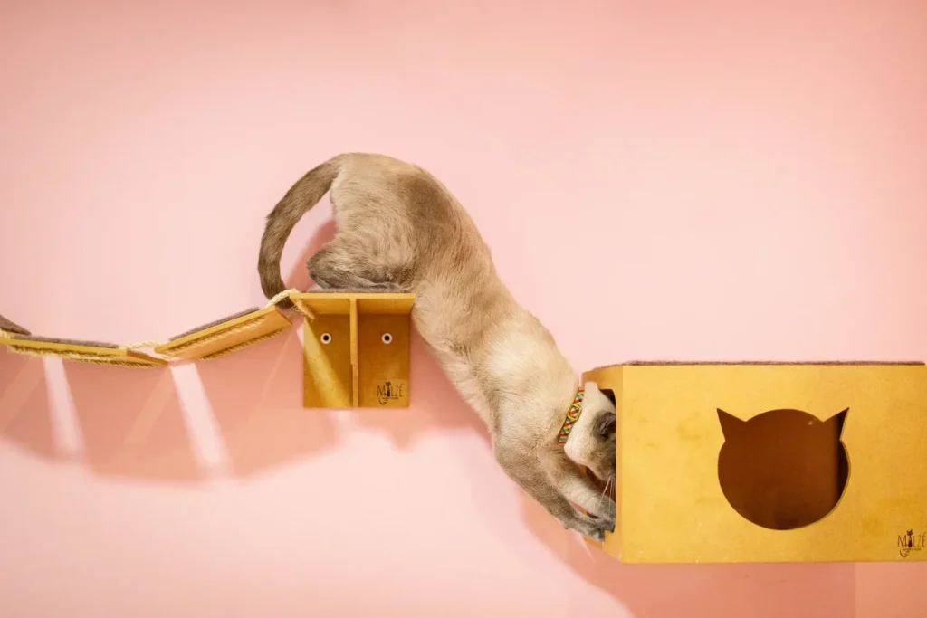 Feline friendly: como criar um ambiente acolhedor para gatos em clínicas e pet shops 2 Feline friendly: como criar um ambiente acolhedor para gatos em clínicas e pet shops