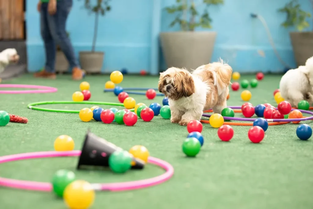 Hotel pet e pet shops: como integrar serviços para aumentar a rentabilidade